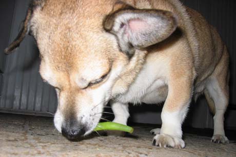 Bud_bean_2