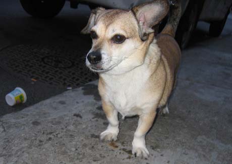 Budter