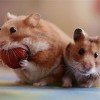hamster-glamour-shot-1