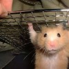 hamster-glamour-shot-11