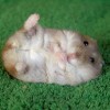 hamster-glamour-shot-12