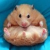 hamster-glamour-shot-13