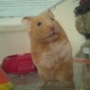 hamster-glamour-shot-14