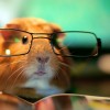 hamster-glamour-shot-15