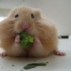hamster-glamour-shot-16