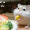 hamster-glamour-shot-17