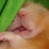 hamster-glamour-shot-18