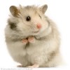 hamster-glamour-shot-21