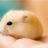 hamster-glamour-shot-22