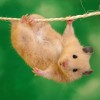 hamster-glamour-shot-23