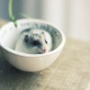 hamster-glamour-shot-25