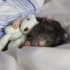 hamster-glamour-shot-26