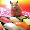 hamster-glamour-shot-27