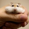 hamster-glamour-shot-28