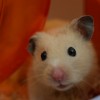 hamster-glamour-shot-29