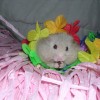 hamster-glamour-shot-31
