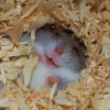hamster-glamour-shot-32