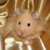 hamster-glamour-shot-34