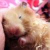 hamster-glamour-shot-38