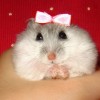 hamster-glamour-shot-39