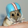 hamster-glamour-shot-4
