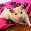 hamster-glamour-shot-40