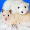 hamster-glamour-shot-5