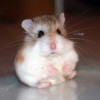 hamster-glamour-shot-6
