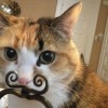 comedy-cat-1