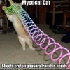 comedy-cat-10