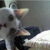 comedy-cat-11