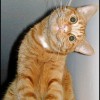 comedy-cat-14