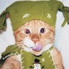 comedy-cat-17