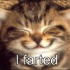 comedy-cat-19