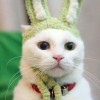 comedy-cat-2