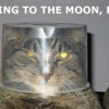 comedy-cat-20