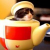 comedy-cat-21