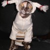comedy-cat-24