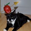 comedy-cat-25