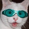 comedy-cat-3