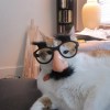 comedy-cat-4