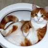 comedy-cat-5