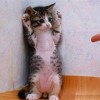comedy-cat-6
