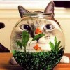 comedy-cat-8