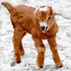 baby-goat-1