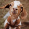 baby-goat-10