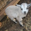 baby-goat-11