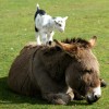baby-goat-12