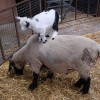 baby-goat-13