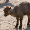 baby-goat-14
